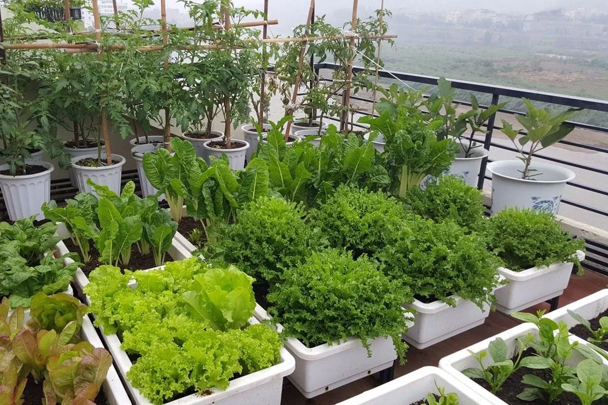 Cách Đục Lỗ Trồng Cây Sử Dụng Lưới Chắn Ở Đáy