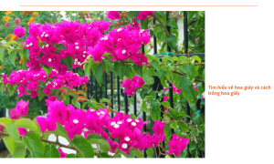 Cách ghép hoa giấy đúng kỹ thuật từ chuyên gia Ficoco