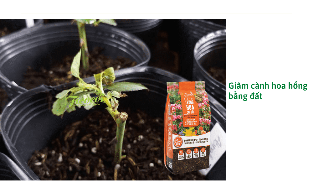 giam-canh-hoa-hong-bang-dat