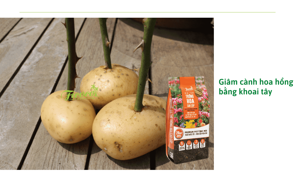 phuong-phap-giam-canh-hoa-hong-bang-khoai-tay