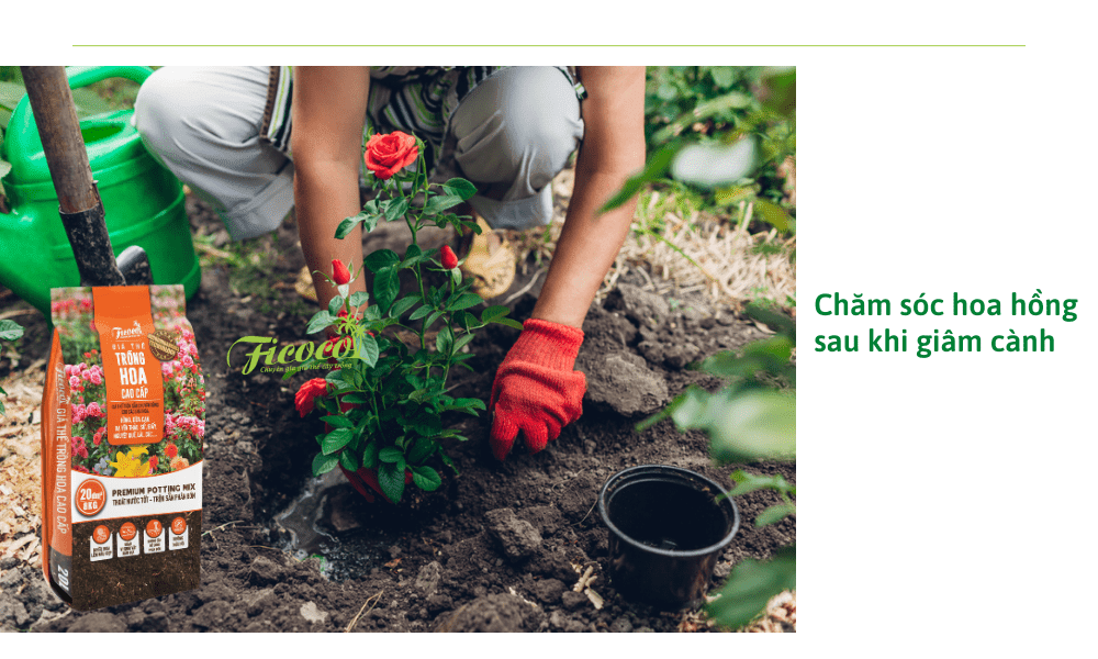 cham-soc-hoa-hong-sau-khi-giam-canh