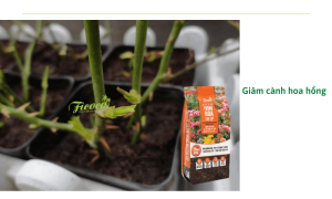 Cách giâm cành hoa hồng cực đơn giản, hiệu quả từ chuyên gia nông nghiệp