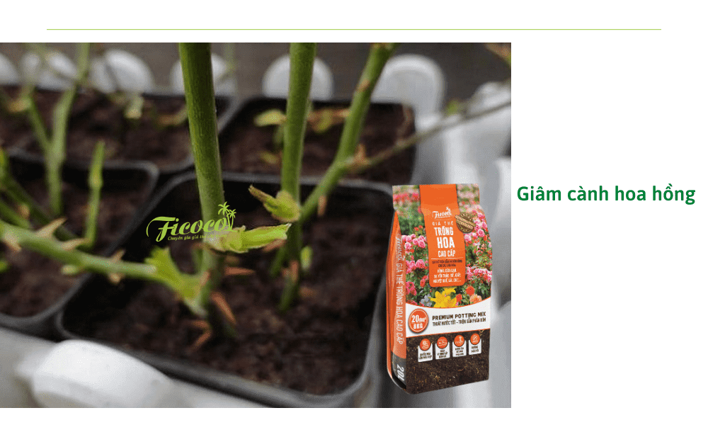 phuong-phap-giam-canh-hoa-hong