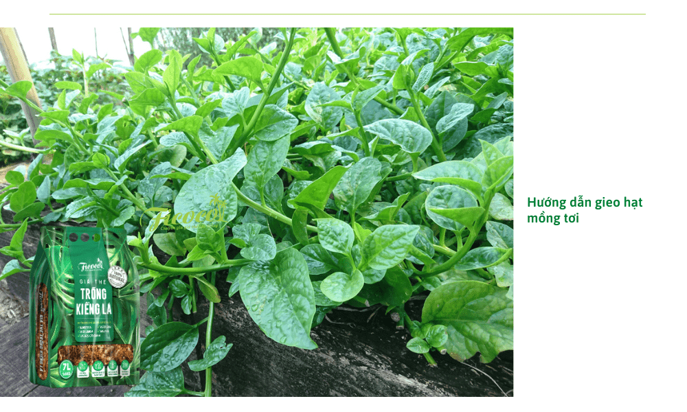 huong-dan-gieo-hat-mong-toi