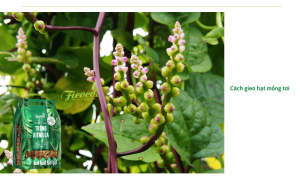 Cách gieo hạt mồng tơi nảy mầm nhanh tại nhà cực đơn giản