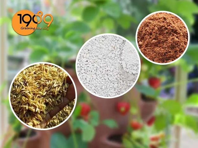 cách làm đất trồng cây dâu tây trong chậu nè