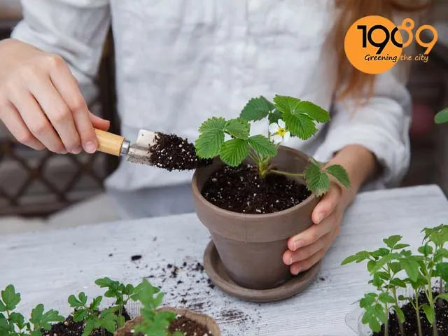 cách làm đất trồng cây dâu tây trong chậu từ đá perlite