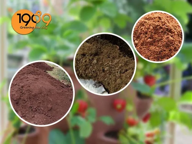 cách làm đất trồng cây dâu tây trong chậu từ đất thịt phân bò