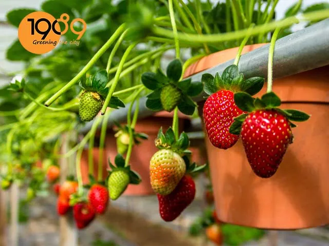 cách làm đất trồng cây dâu tây trong chậu