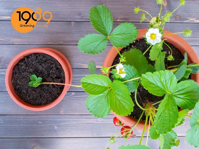 cách làm đất trồng dâu tây trong chậu