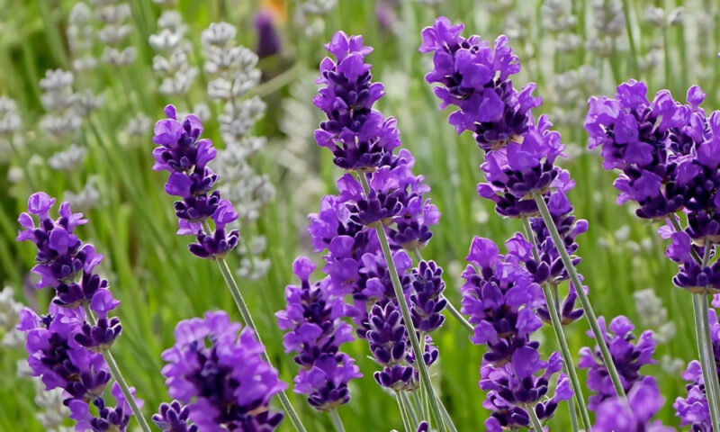 Bí Quyết Sử Dụng Xơ Dừa Trồng Cây Cảnh Hiệu Quả: Từ A-Z