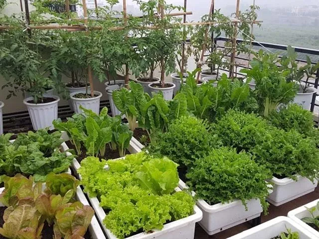 làm đất trồng rau tại nhà bằng thùng xốp