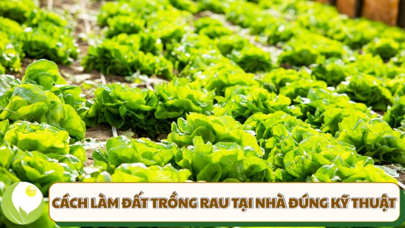 Kỹ Thuật Trồng Chanh Dây: Hướng Dẫn Toàn Diện Từ A-Z