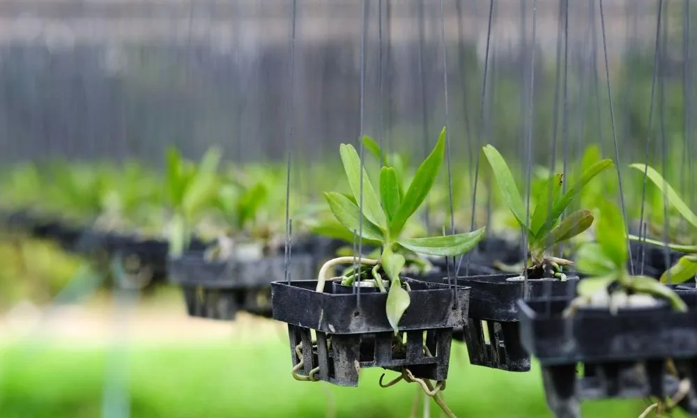 Giá thể trồng lan giúp cây bám rễ, giữ ẩm và cung cấp dinh dưỡng