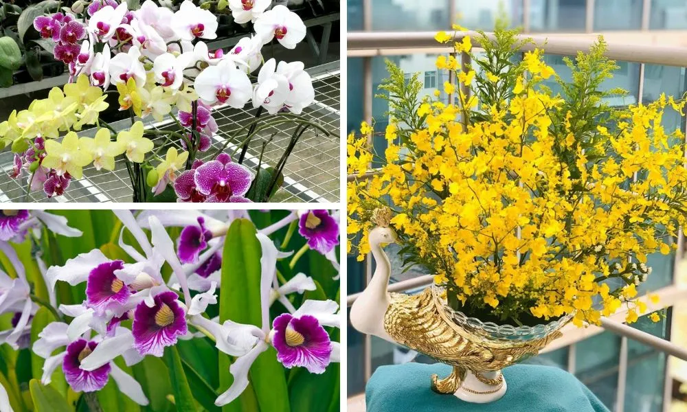 Bảng so sánh và gợi ý chọn giá thể tối ưu cho các loại lan phổ biến