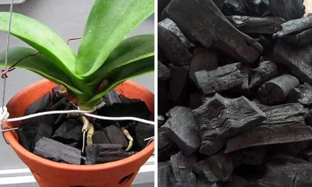 Than củi - giá thể rẻ, thoáng khí và có tính kháng khuẩn