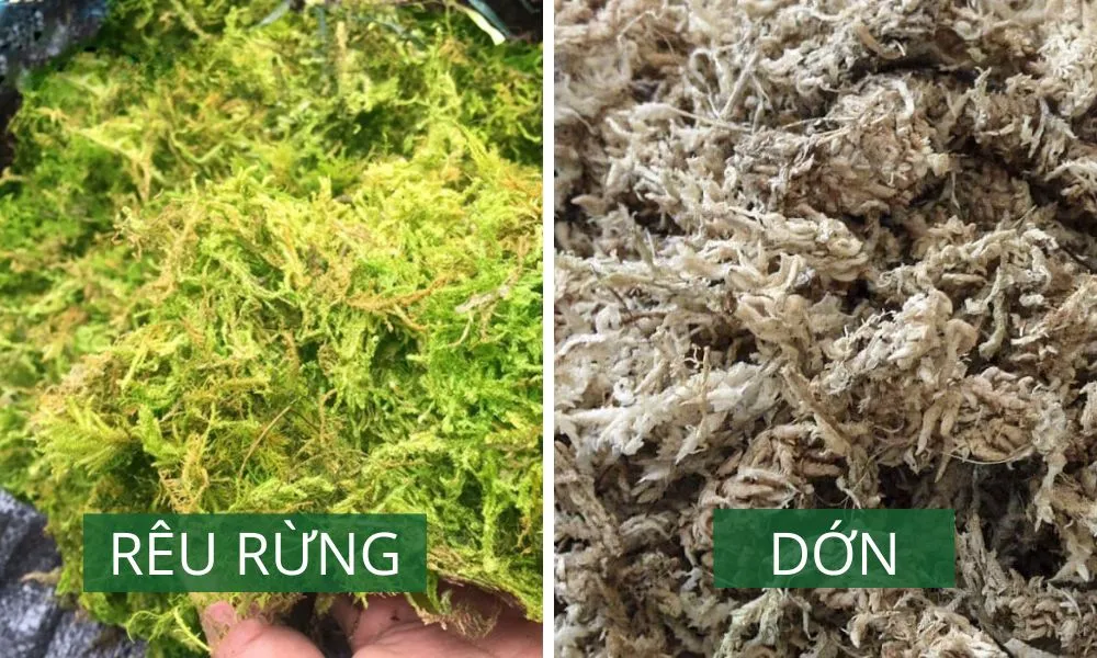 Giá thể trồng lan từ rêu rừng và dớn giúp giữ ẩm cao