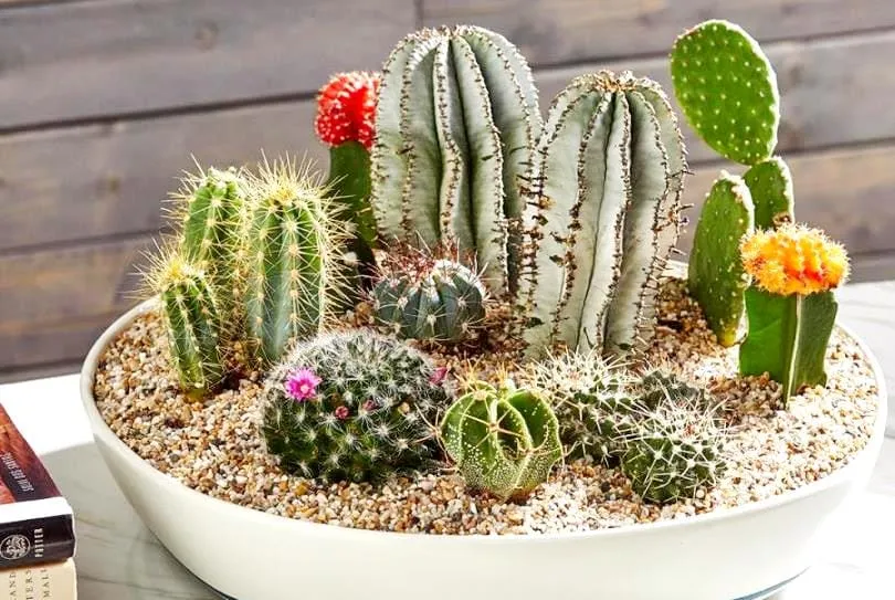 Kỹ thuật phối trộn giá thể trồng xương rồng giúp cây phát triển bền vững