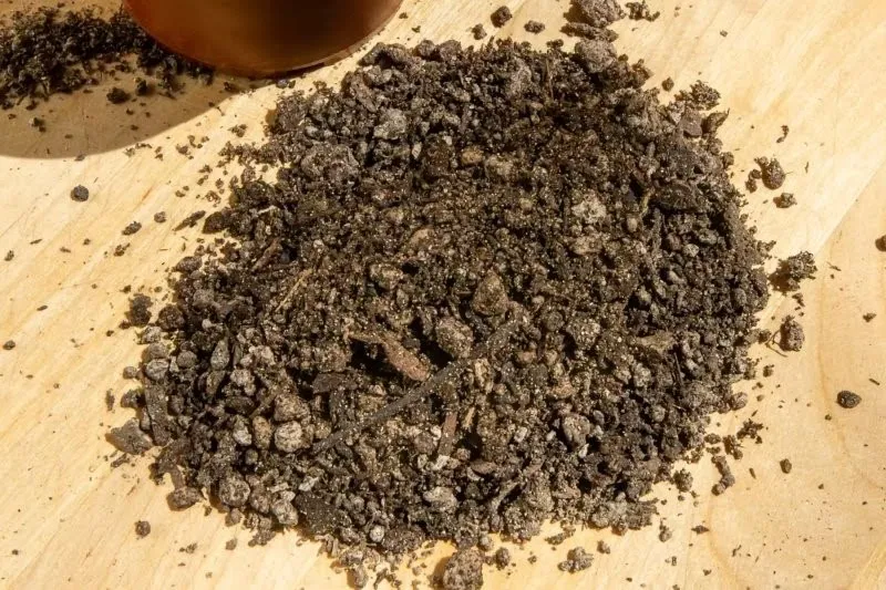 Sử dụng xỉ than làm giá thể trồng xương rồng tiết kiệm chi phí