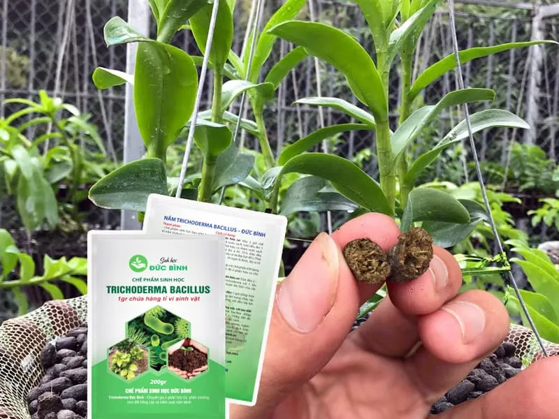 Cách Làm Phân Bón Cho Lan Tại Nhà: Bí Quyết Lan Nở Hoa Rực Rỡ Quanh Năm