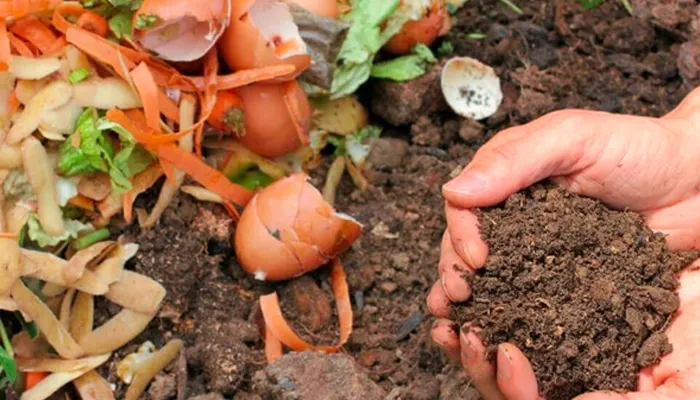 Một đôi bàn tay đang cẩn thận vun xới phân bón phân hủy sinh học giàu mùn rác