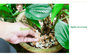 Cách làm phân bón từ vỏ trứng để chăm cây đơn giản tại nhà