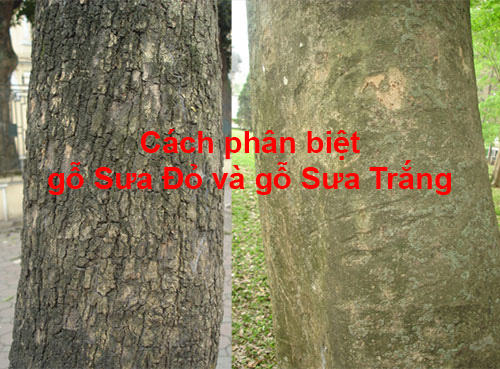 Cách Nhận Biết Cây Sưa Đỏ: Phân Biệt Chính Xác Từ Lá Đến Gỗ