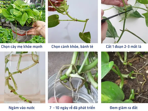 Cách nhân giống cây trầu bà từ nhánh, cành được cắt và chuẩn bị giâm