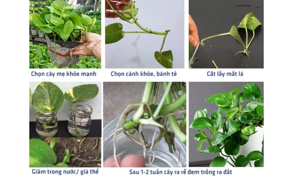 Cách nhân giống cây trầu bà từ mắt lá, mỗi mắt lá có thể tạo ra cây con mới