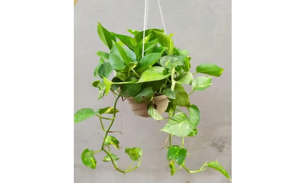 Trồng trầu bà trong chậu treo, cây rủ xuống tạo điểm nhấn trang trí