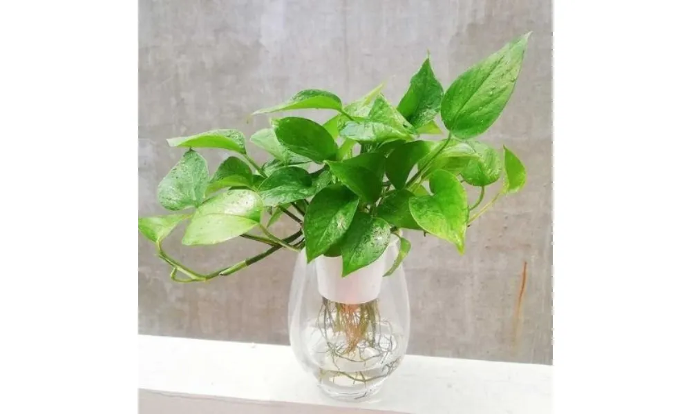 Cách trồng trầu bà trong nước rất đơn giản, chỉ cần cắm cành vào bình có nước