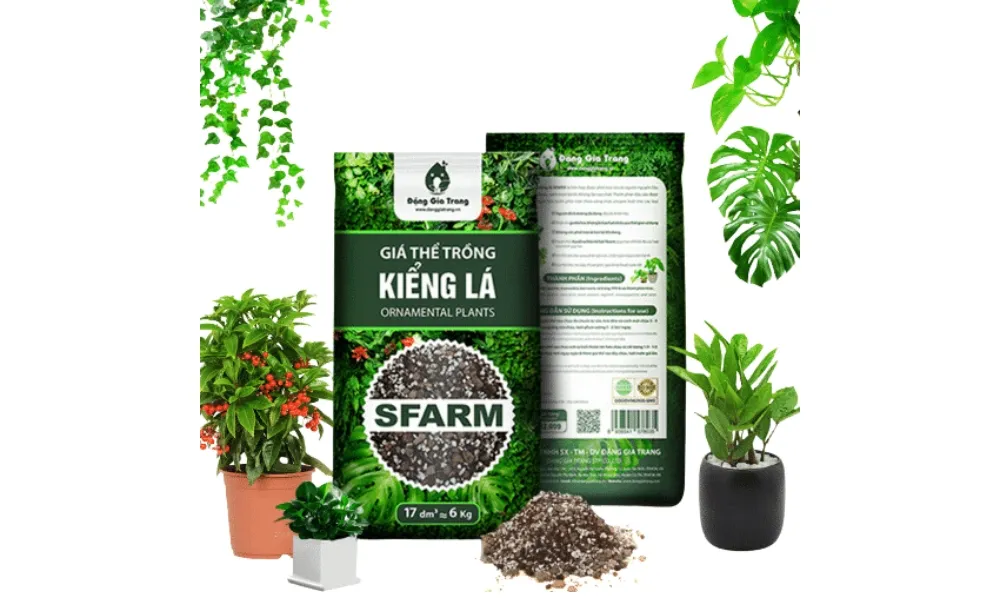 Giá thể phù hợp với cách trồng cây trầu bà trong đất giúp cây phát triển xanh tốt