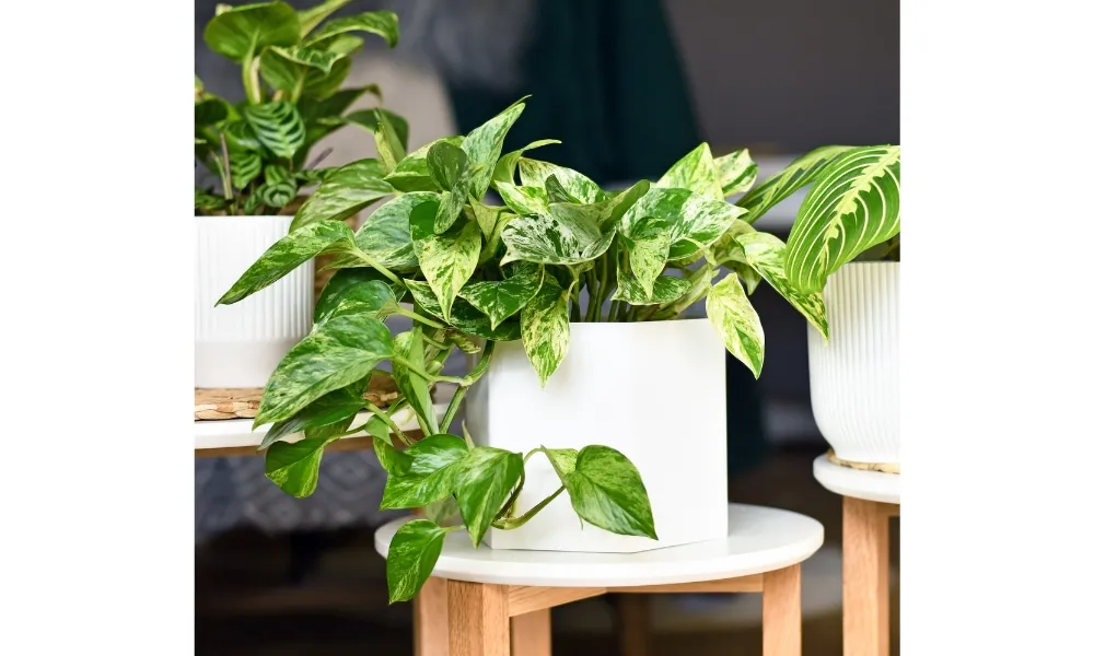 Cây trầu bà nên được trồng nơi có ánh sáng trung bình, không bị nắng gắt chiếu trực tiếp