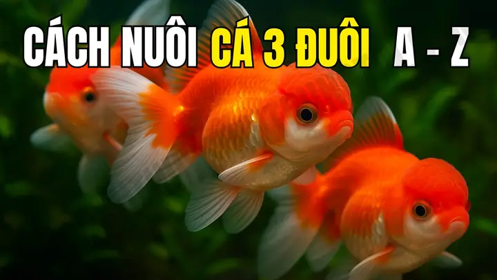 Cách Trồng Cây Rau Nhút Thủy Sinh Tại Nhà: Từ A-Z Cho Người Mới Bắt Đầu