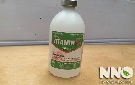 Quy trình chăm sóc cây cảnh khoa học mang lại không gian sống xanh mát