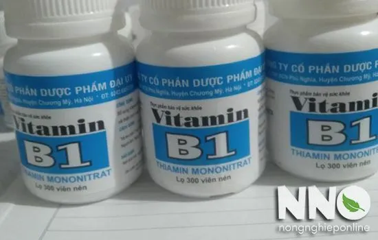 Sử dụng B1 giúp tăng hiệu suất quang hợp và hỗ trợ trao đổi chất tối ưu