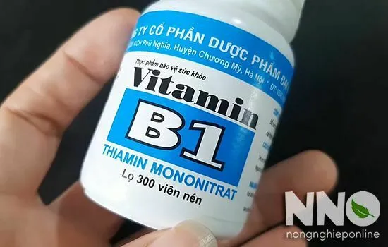 Các chuyên gia nông nghiệp hướng dẫn cách pha B1 tưới cây đúng chuẩn