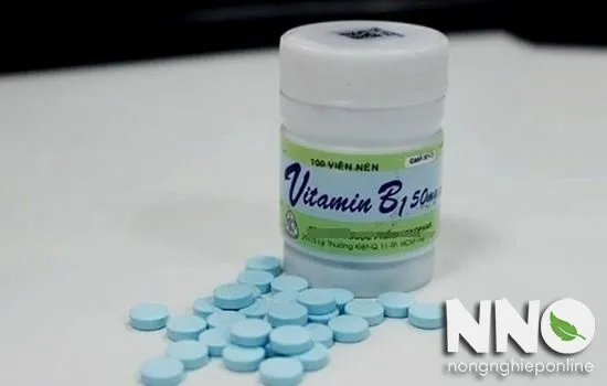Cách pha B1 dạng viên nén đơn giản và tiết kiệm cho người mới bắt đầu