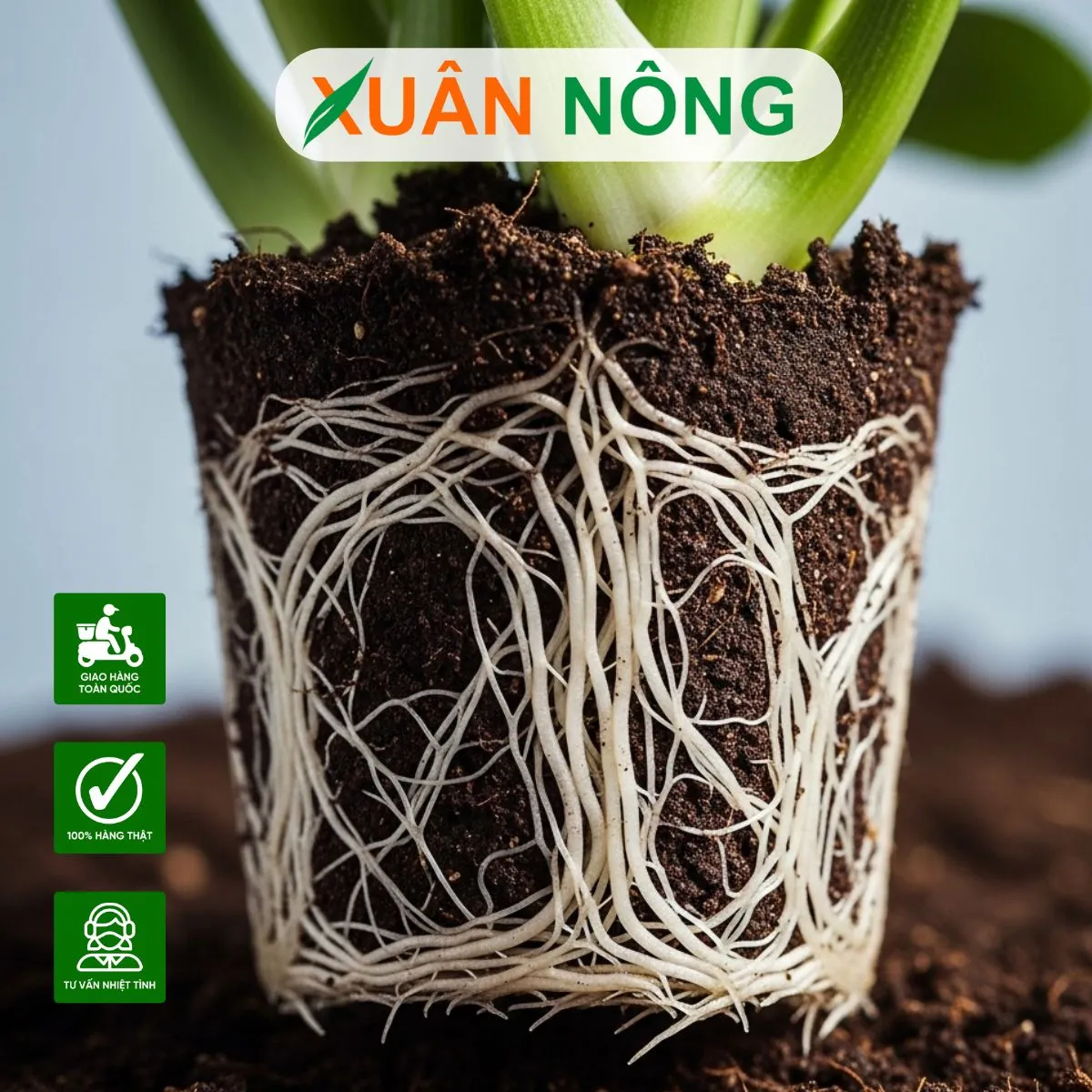 Kỹ thuật pha thuốc kích rễ đúng liều lượng giúp cây phát triển