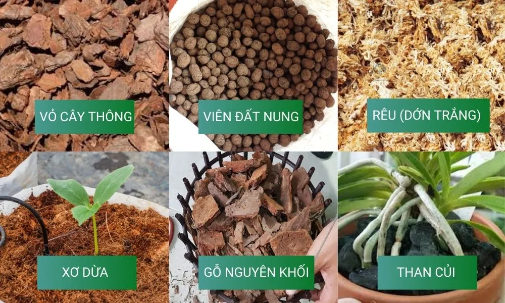 Tổng hợp những loại giá thể trồng lan phi điệp được ưa chuộng nhất