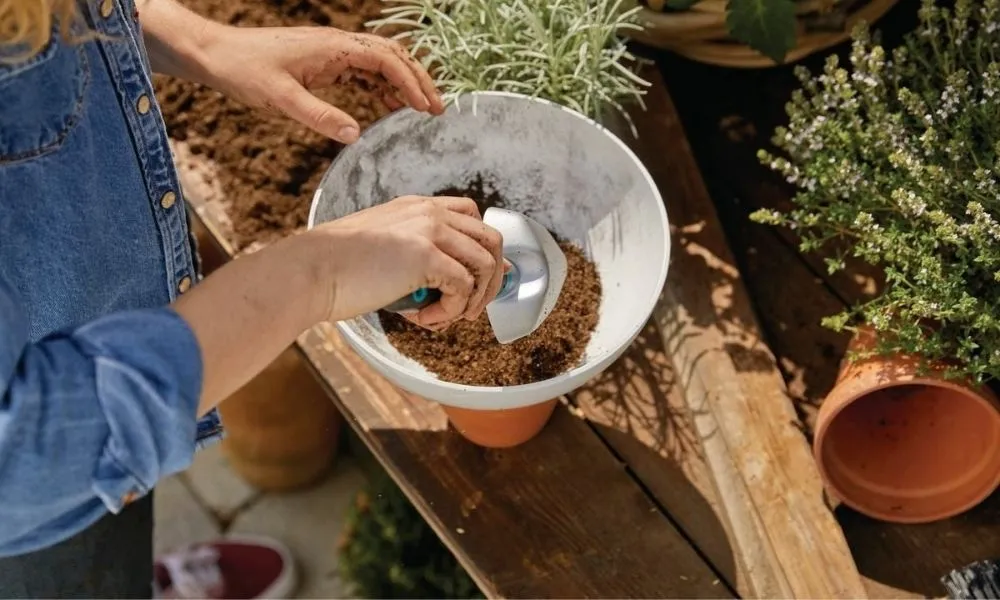 Những vật tư cần thiết để bắt đầu trồng lan phi điệp hiệu quả