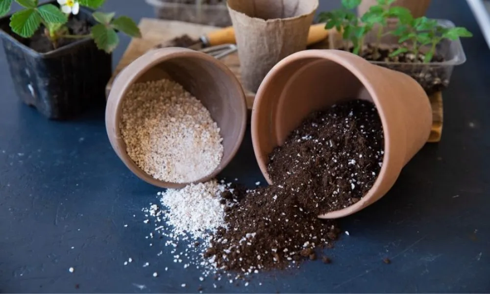 Giải đáp những thắc mắc thường gặp khi chọn giá thể trồng lan phi điệp