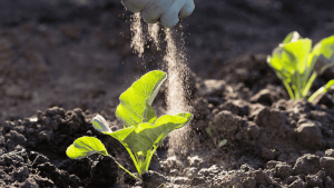 Cách Sử Dụng Phân Bón Hóa Học Hiệu Quả, An Toàn