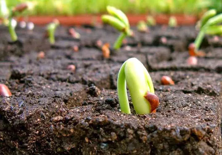 Hướng dẫn cách sử dụng các loại phân bón vi sinh đạt hiệu quả cao nhất cho cây trồng