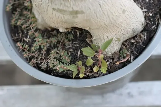 Chăm sóc đúng cách sau khi thay đất sẽ giúp hoa sứ nở rộ và bền màu hơn