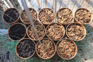 Cách Thay Giá Thể Cho Lan Phi Điệp Đúng Chuẩn, Giúp Lan Phát Triển Vượt Trội