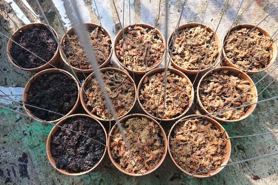 Cách Thay Giá Thể Cho Lan Phi Điệp Đúng Chuẩn, Giúp Lan Phát Triển Vượt Trội