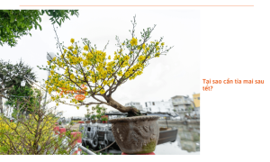 Cách tỉa mai sau tết chuẩn nông nghiệp khuyên nên làm