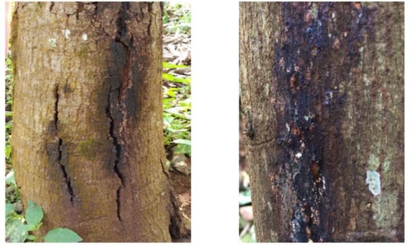 Cách Trị Bệnh Xì Mủ Cây Sầu Riêng Hiệu Quả Toàn Diện