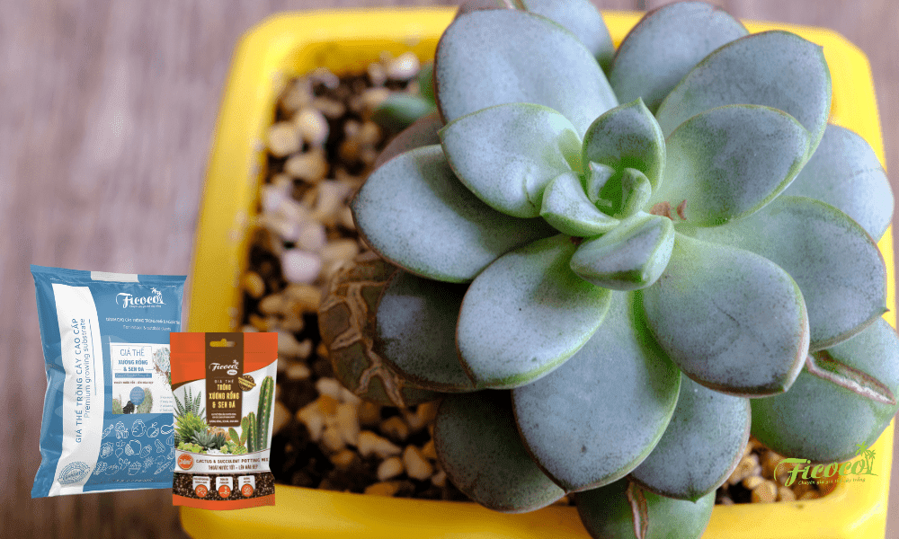 cach-tron-dat-trong-sen-da-don-gian